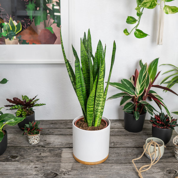 Sansevieria Zeylanica - hydrocultuur