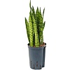 Sansevieria Zeylanica - hydrocultuur