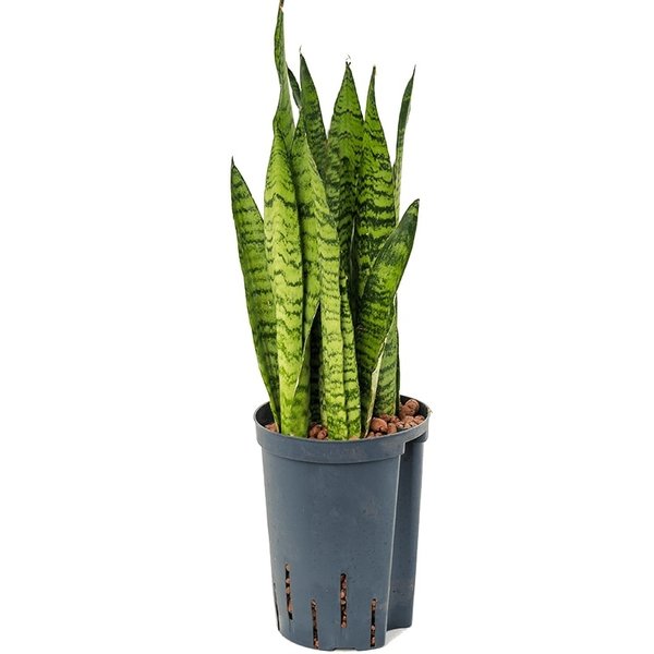 Sansevieria Zeylanica - hydrocultuur