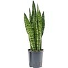 Sansevieria Zeylanica - hydrocultuur