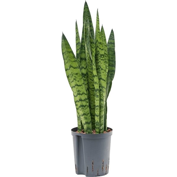 Sansevieria Zeylanica - hydrocultuur
