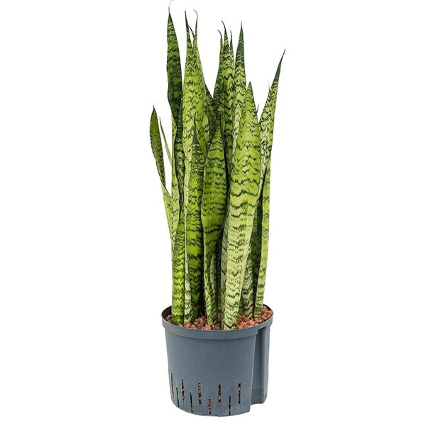 Sansevieria Zeylanica - hydrocultuur