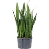 Sansevieria Zeylanica - hydrocultuur