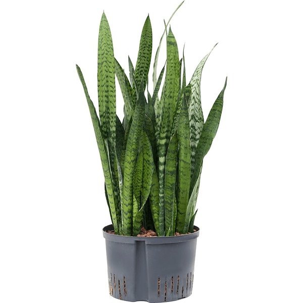 Sansevieria Zeylanica - hydrocultuur