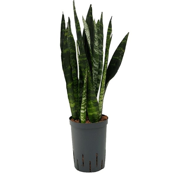 Sansevieria Coral Black - hydrocultuur