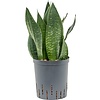 Sansevieria Black Diamond - hydrocultuur
