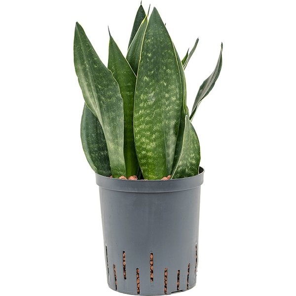Sansevieria Black Diamond - hydrocultuur