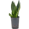 Sansevieria Black Diamond - hydrocultuur