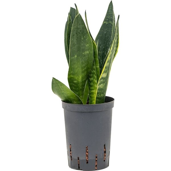 Sansevieria Black Diamond - hydrocultuur