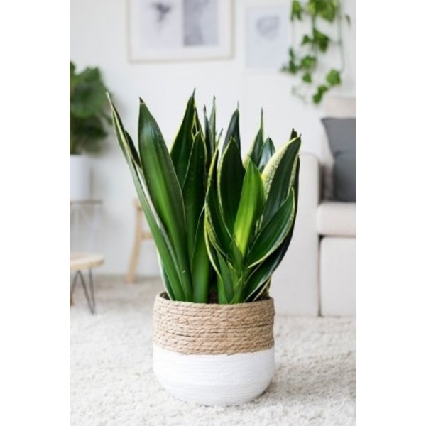 Sansevieria Black Diamond - hydrocultuur