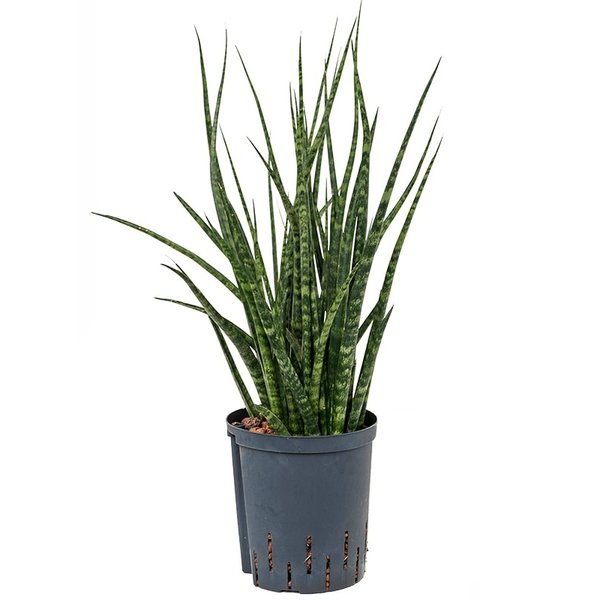 Sansevieria Fernwood - hydrocultuur