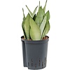 Sansevieria Moonshine - hydrocultuur