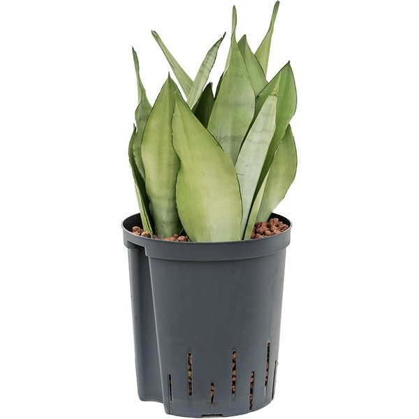 Sansevieria Moonshine - hydrocultuur
