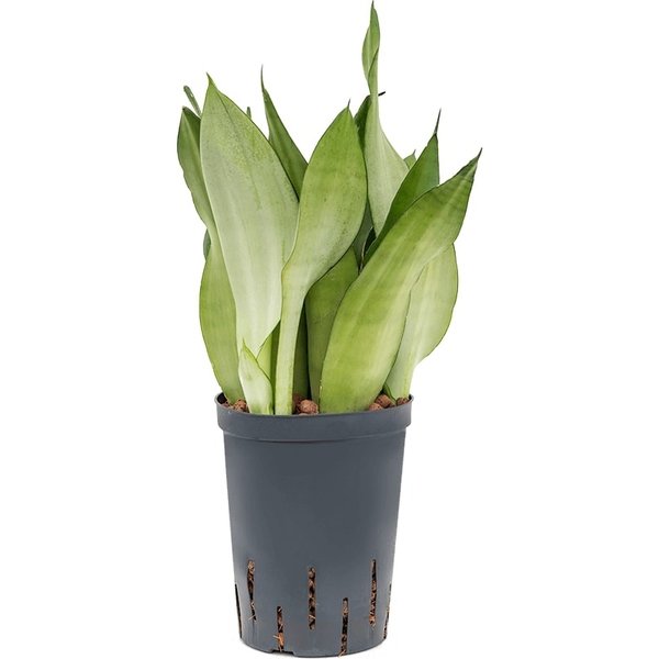 Sansevieria Moonshine - hydrocultuur