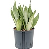 Sansevieria Moonshine - hydrocultuur