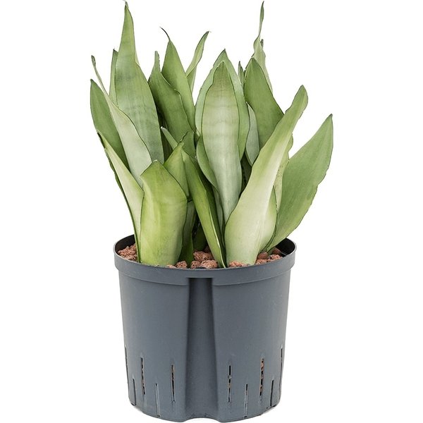 Sansevieria Moonshine - hydrocultuur