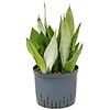 Sansevieria Moonshine - hydrocultuur