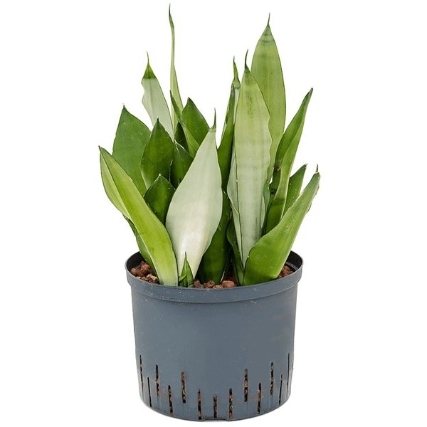 Sansevieria Moonshine - hydrocultuur