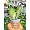 Sansevieria Moonshine - hydrocultuur