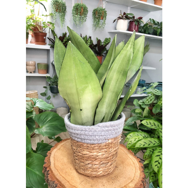 Sansevieria Moonshine - hydrocultuur