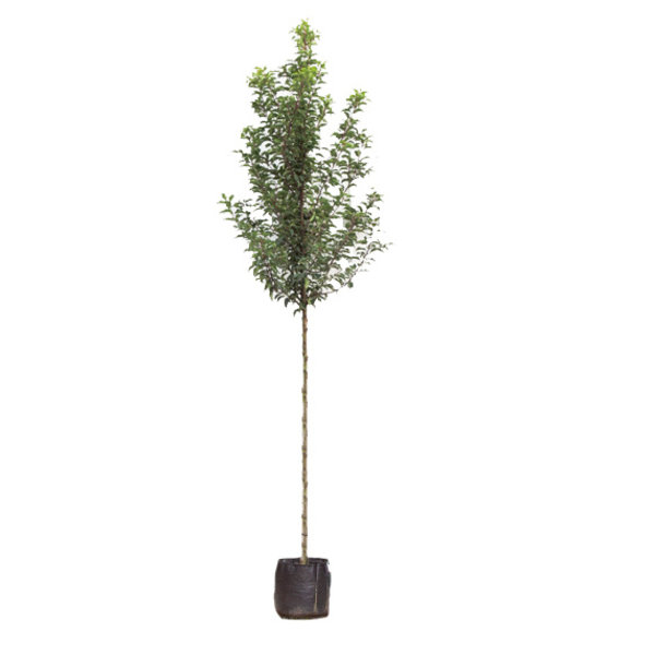 Prunus Lusitanica 'Tico' hoogstam