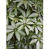 Schefflera Louisiana vertakt - hydrocultuur
