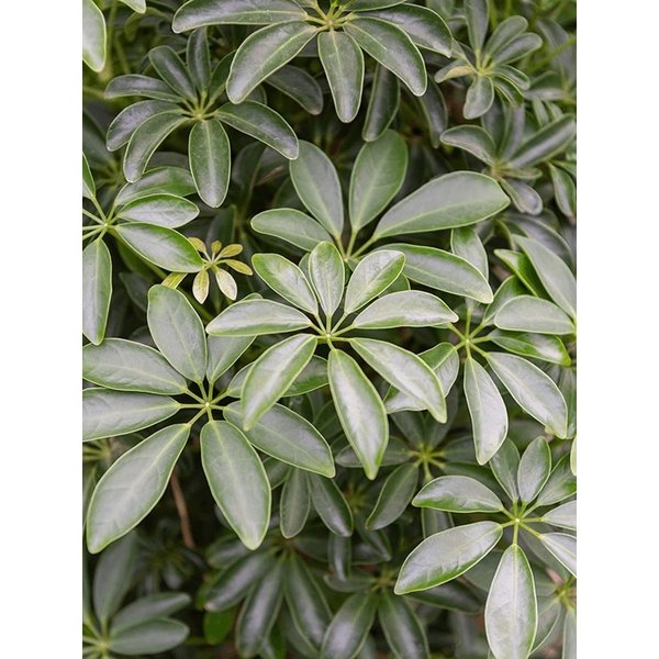 Schefflera Louisiana vertakt - hydrocultuur