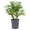 Schefflera Louisiana vertakt - hydrocultuur