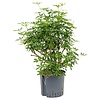 Schefflera Louisiana vertakt - hydrocultuur