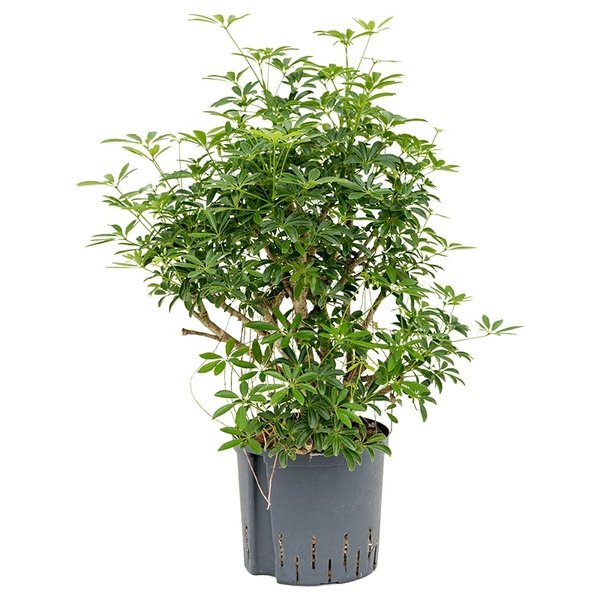 Schefflera Louisiana vertakt - hydrocultuur