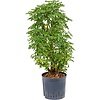 Schefflera Louisiana vertakt - hydrocultuur