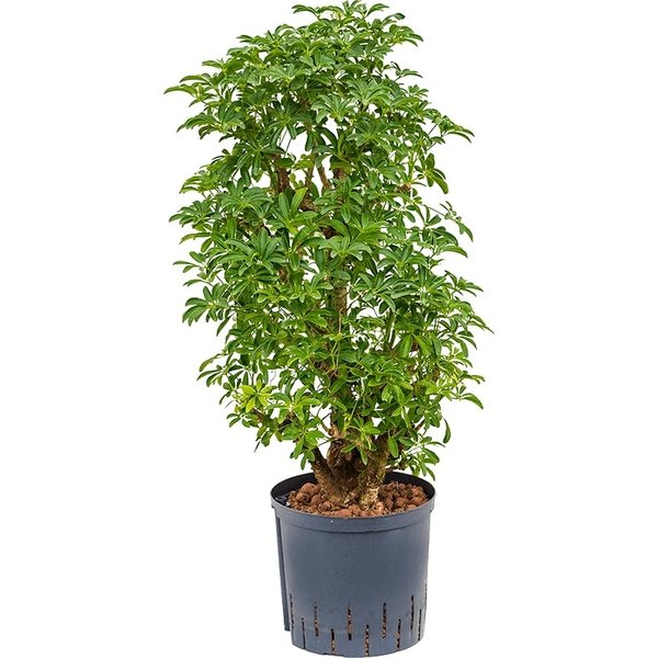 Schefflera Louisiana vertakt - hydrocultuur