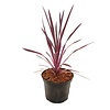 Cordyline 'Pink Passion' Roze koolpalm
