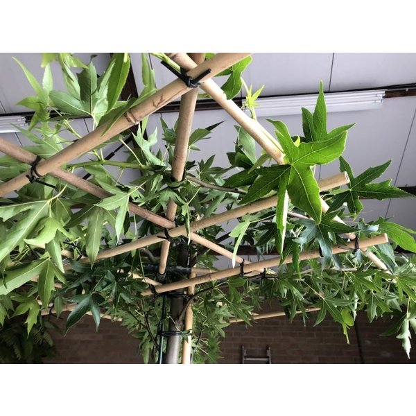 Dak-amberboom 'Worplesdon'
