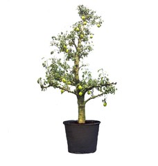 Perenbomen