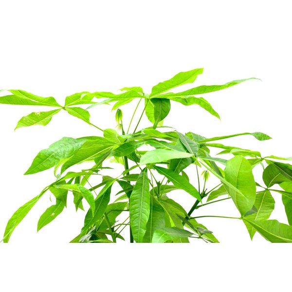 Pachira Aquatica stam gevlochten XL