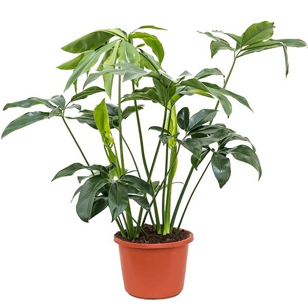  Philodendron Green Wonder