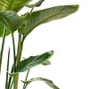 Strelitzia Nicolay Large