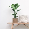 Strelitzia Nicolai Small