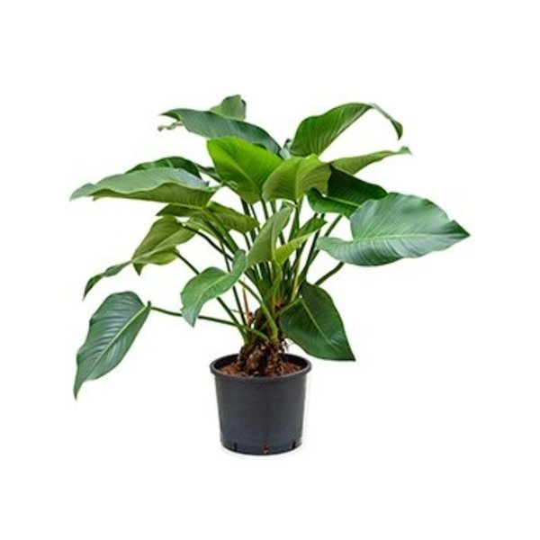 Philodendron Green Beauty