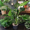 Philodendron Green Beauty