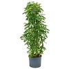 Schefflera Louisiana vertakt - hydrocultuur