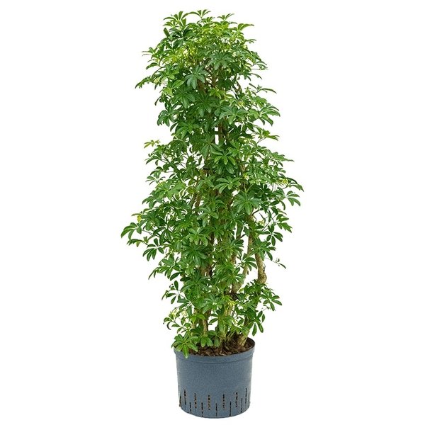 Schefflera Louisiana vertakt - hydrocultuur