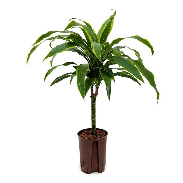 Dracaena Arturo - hydrocultuur