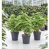 Schefflera Louisiana vertakt - hydrocultuur