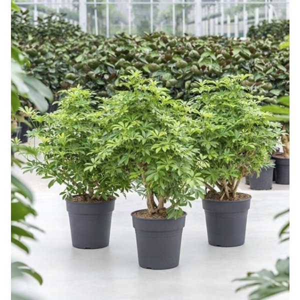 Schefflera Louisiana vertakt - hydrocultuur
