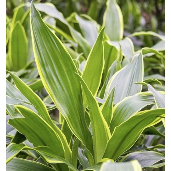 Dracaena Arturo 2-stam - hydrocultuur