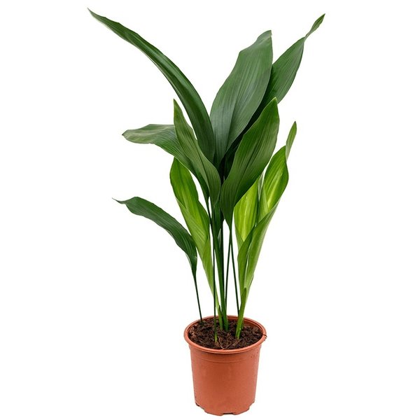 Aspidistra Himalaya medium