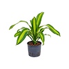 Dracaena Burley - hydrocultuur