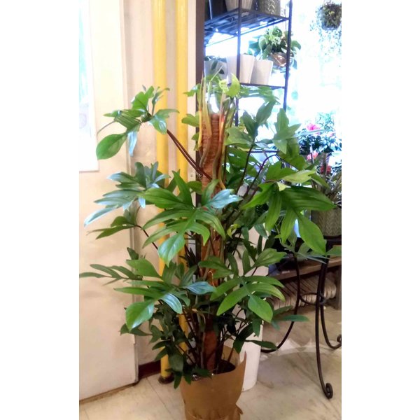 Philodendron Pedatum Red squamiferum bush